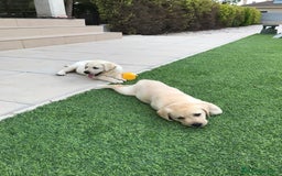 Labrador Retriever perros en venta: Cachorros labrador amarillo top - Imagen 5
