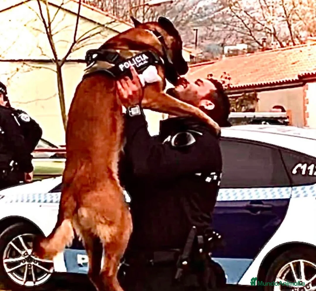 Pastor Belga Malinois perros en venta: MALINOIS LÍNEA DE TRABAJO  en Valencia - Anuncio 2