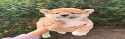 Shiba Inu perros en venta: CACHORRITOS SHIBA INU - Anuncio 3