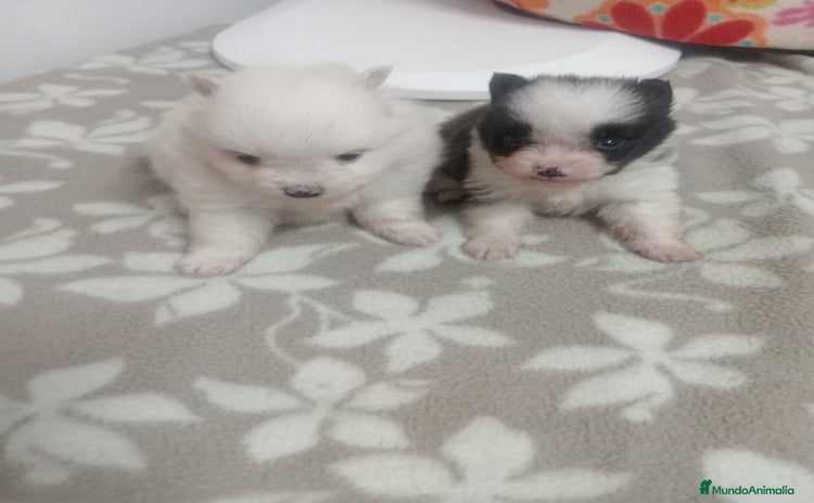 Pomerania perros - Anuncio 8