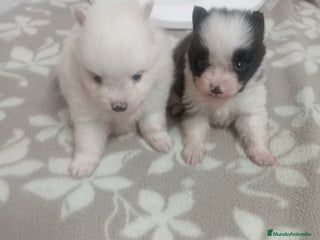 Pomerania perros - Anuncio 4