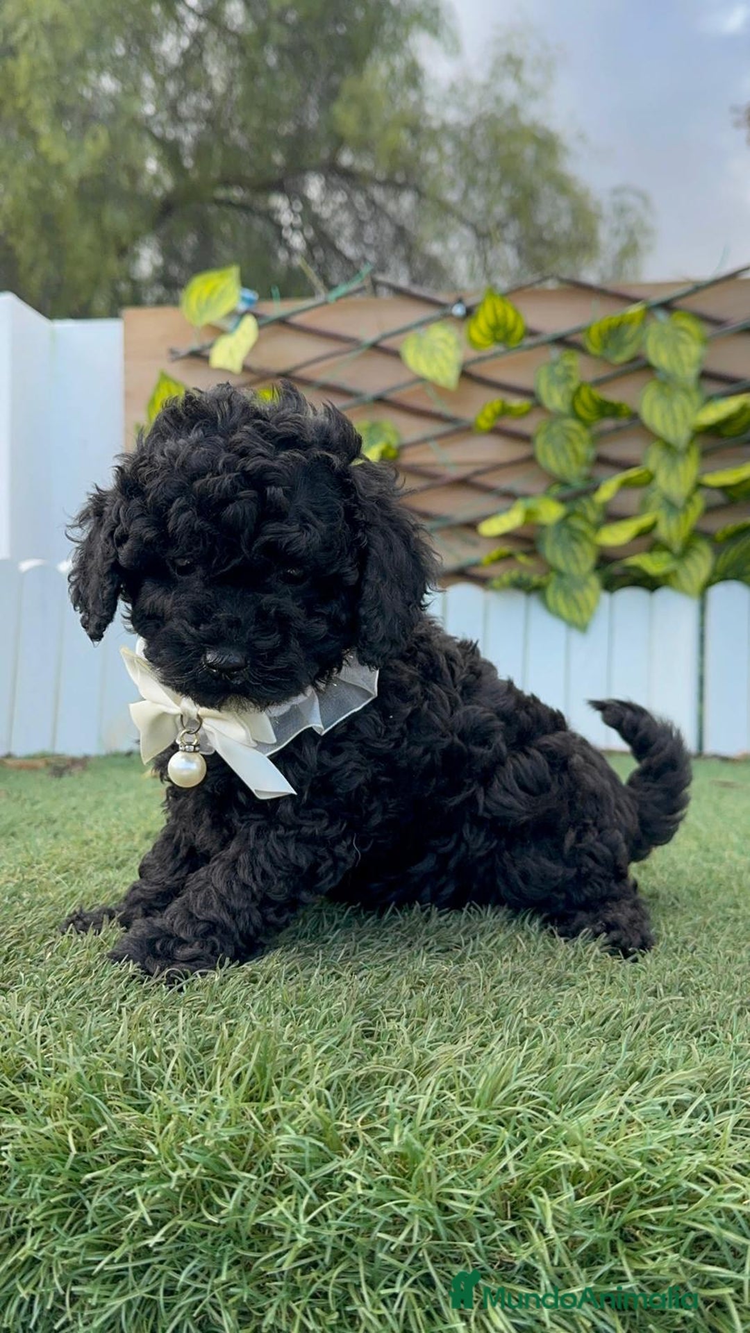 Caniche Toy perros en venta: CANICHE TOY MACHO - Anuncio 14