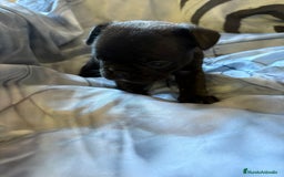 Bulldog Francés perros en venta: Bulldog francés de diversos colores  - Imagen 3