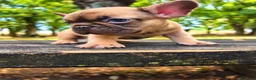 Bulldog Francés perros en venta: Bulldog francés chocolate fawn - Anuncio 3