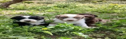 Otras razas perros en venta: AUSTRALIAN WATER DOG - Anuncio 20