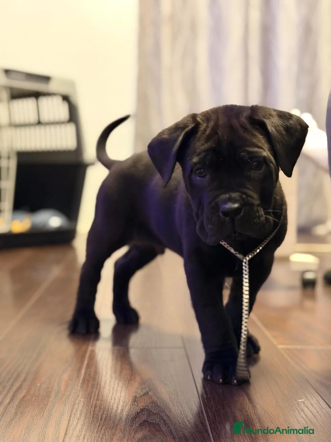 Cane Corso perros en venta: INPRESIONANTES CANE CORSO  - Anuncio 1