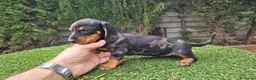 Teckel Miniatura perros en venta: Teckel kanichem cachorro - Anuncio 5