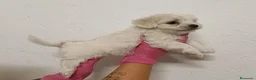 Bichón Maltés perros en venta: Bichón maltés  - Anuncio 7