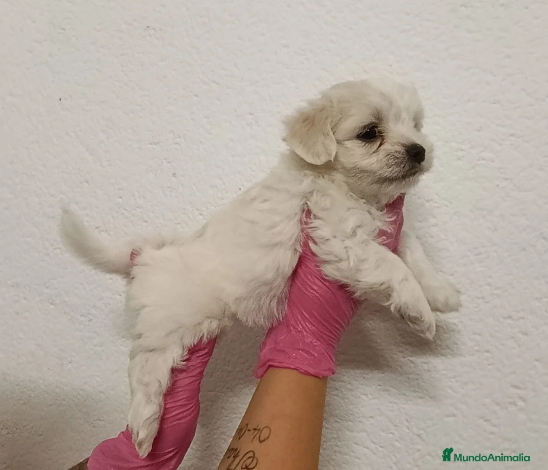 Bichón Maltés perros en venta: Bichón maltés  - Anuncio 7