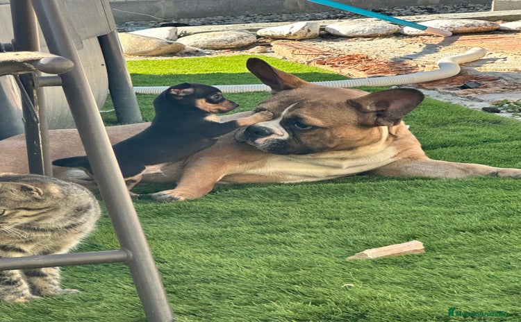 Chihuahua perros - Anuncio 1