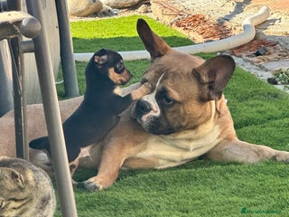 Chihuahua perros - Anuncio 39
