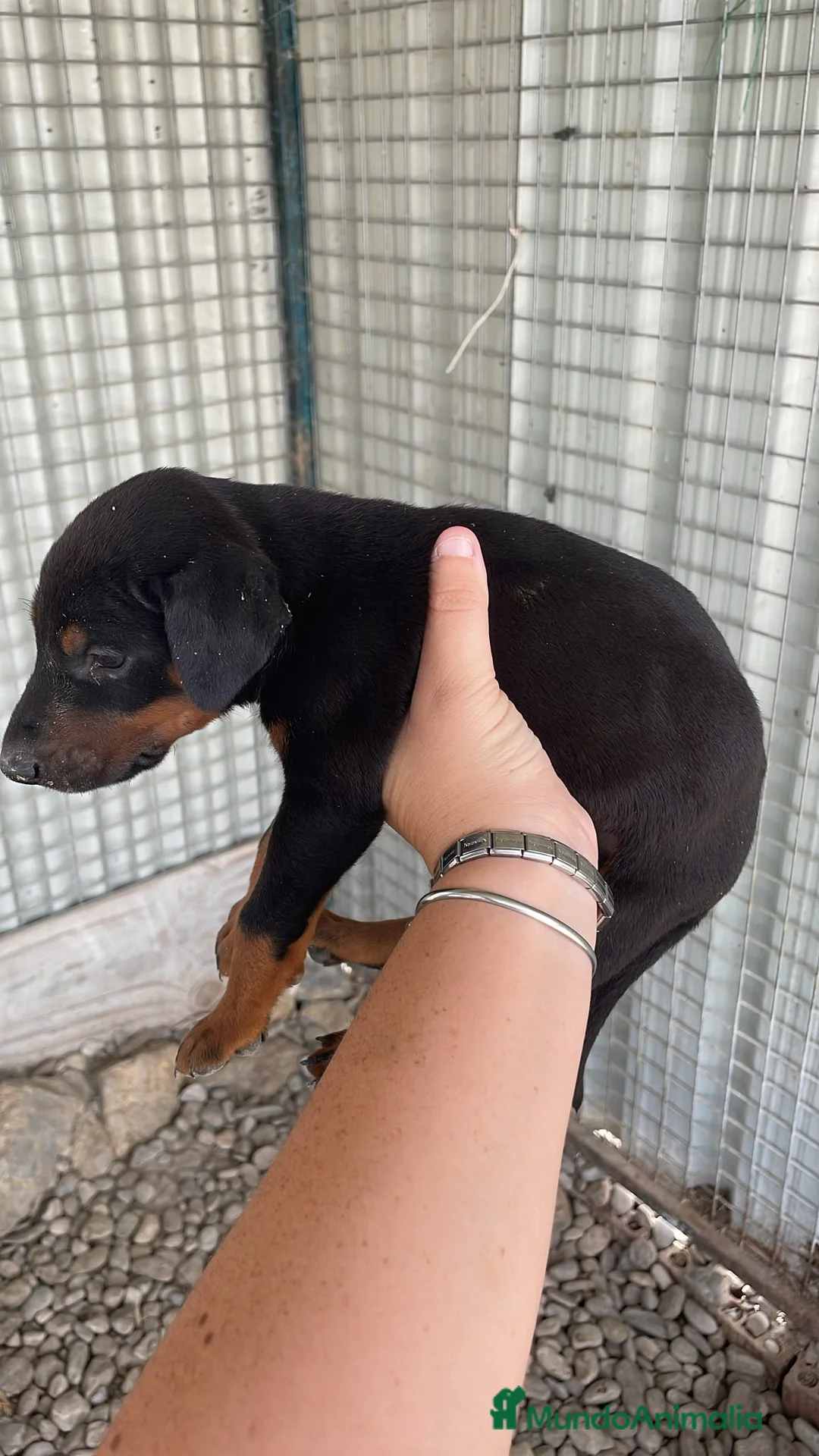 Dobermann perros en venta: Dóbermann negro fuego y chocolate🐶🐾 - Anuncio 10