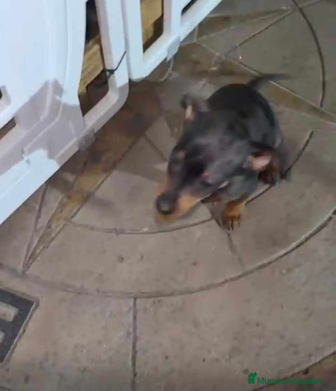 Pinscher Miniatura perros en venta: Pinscher miniatura  - Anuncio 3