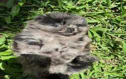 Pomerania perros en venta: POMERANIA TOY !!! - Anuncio 2