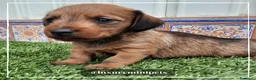 Teckel perros en venta: Camada de Teckel pelo corto en Madrid - Anuncio 9