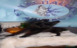 Pomchi perros en venta: Hembra pomerania x de 6 meses toy - Imagen 4