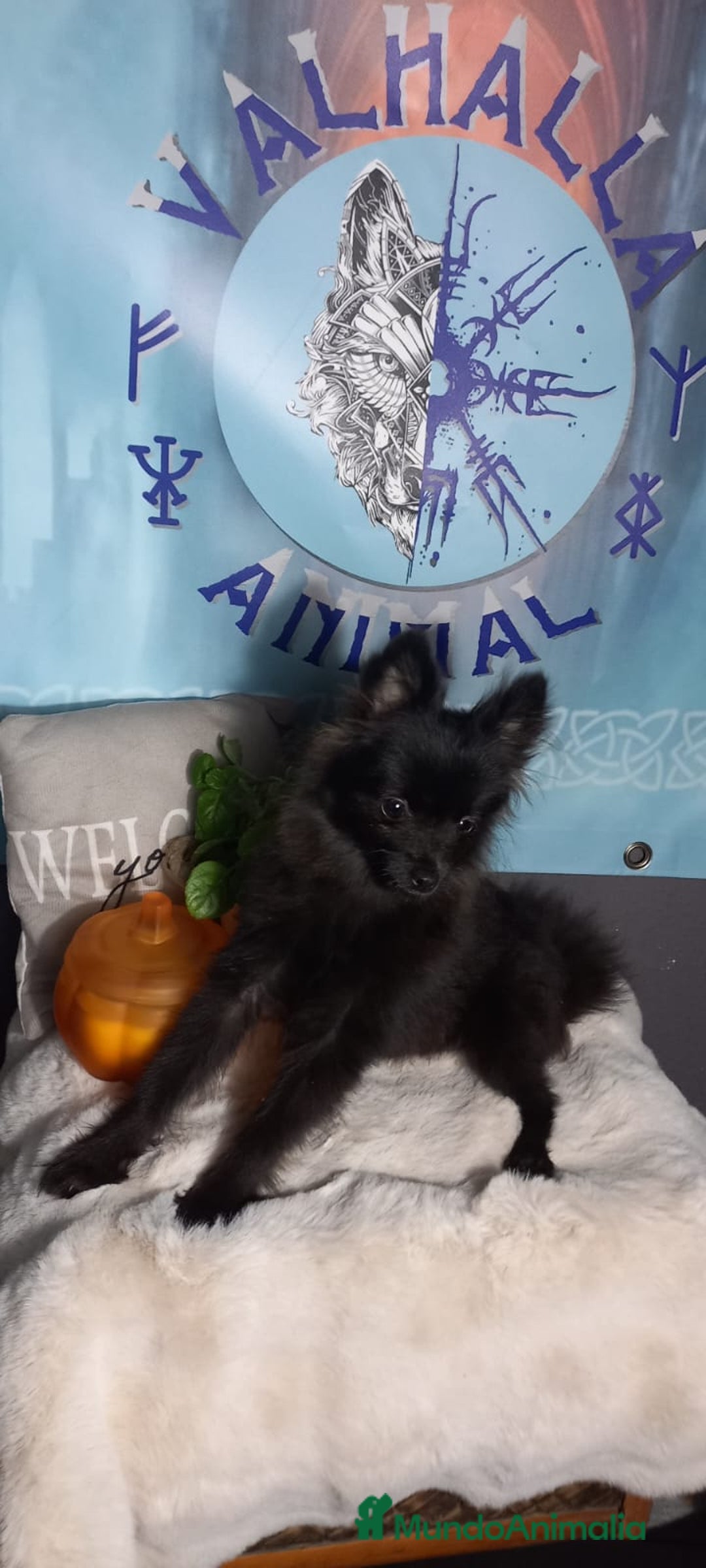 Pomchi perros en venta: Hembra pomerania x de 6 meses toy - Imagen 4