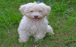 Perro de Agua Español perros en venta: CACHORRA, PERRO DE AGUA ESPAÑOL - Anuncio 1