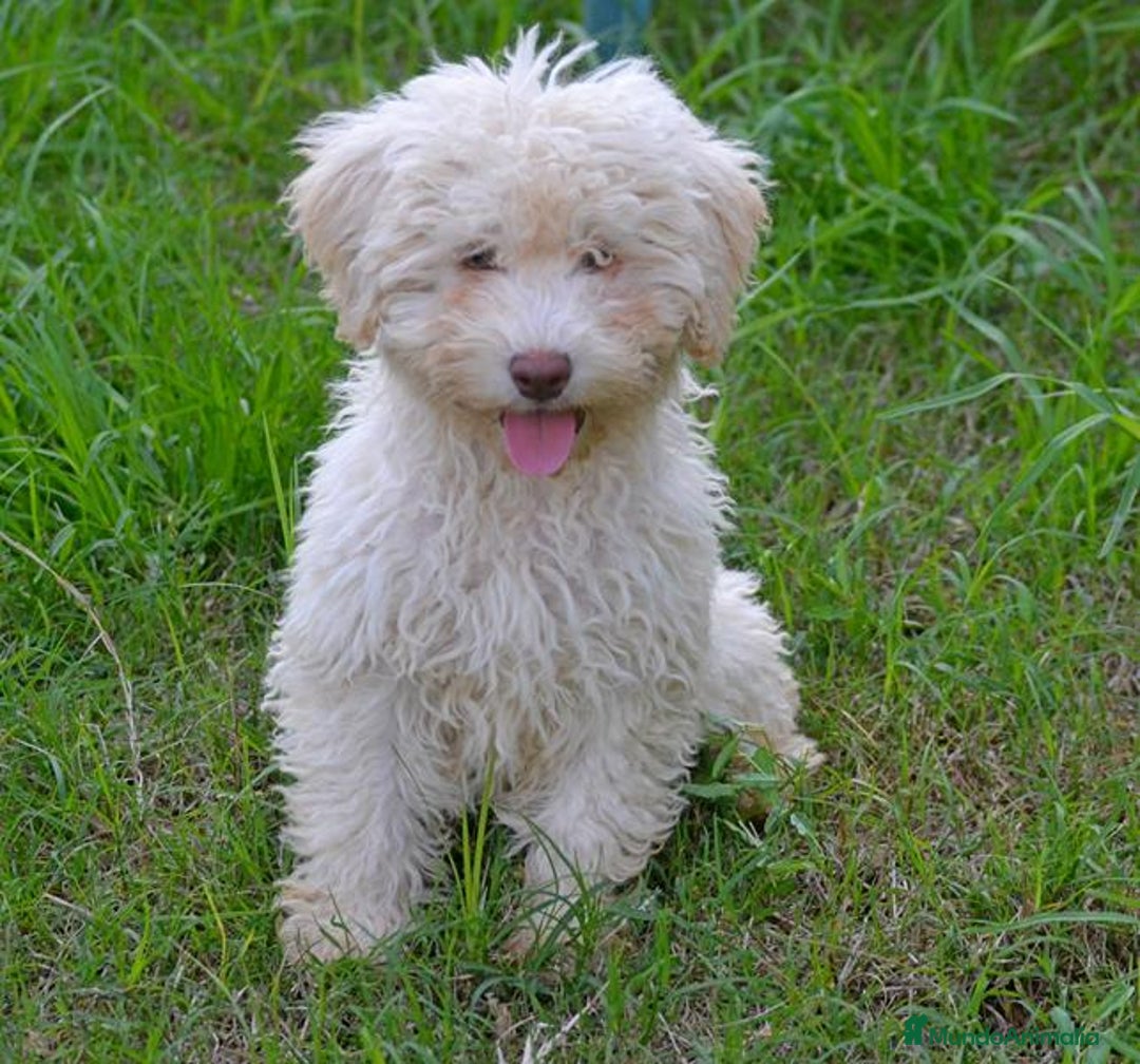 Perro de Agua Español perros en venta: CACHORRA, PERRO DE AGUA ESPAÑOL - Anuncio 1