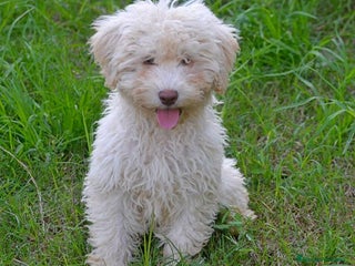 Perro de Agua Español perros CACHORRA, PERRO DE AGUA ESPAÑOL - Anuncio 1