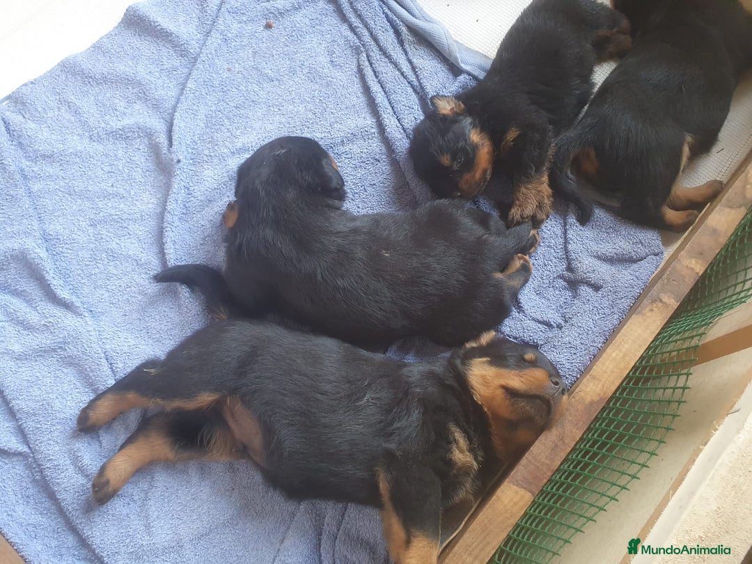 Rottweiler perros en venta: Espectacular cachorro  - Imagen 1
