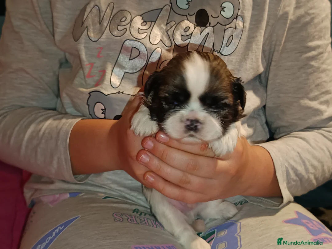 Shih Tzu perros en venta: Shih Tzu de Mumbrafer - Anuncio 11
