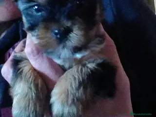 Yorkshire Terrier perros 🐶 Preciosos cachorros de Yorkshire Terrier - Anuncio 2