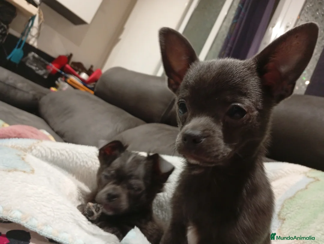Chihuahua perros en venta: Chihuahuas blue linea rusa - Anuncio 3