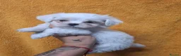 Bichón Maltés perros en venta: Bichón maltés - Anuncio 2