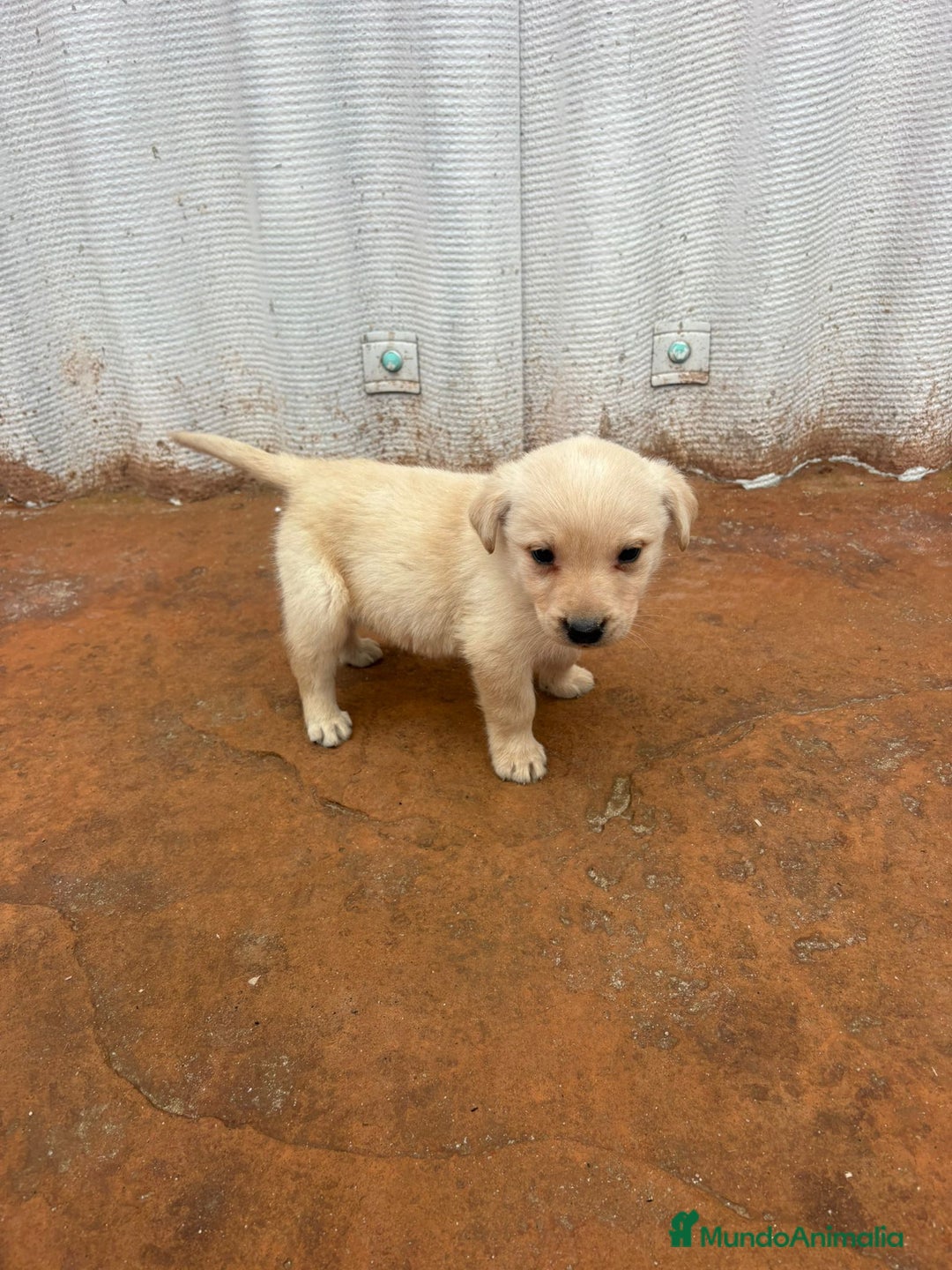 Labrador Retriever perros en venta: Labrador retriever  - Anuncio 17