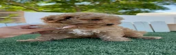 Caniche Toy perros en venta: CANICHE TOY - Anuncio 7