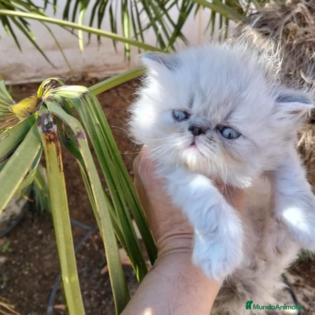 Persa gatos en venta: Persa Americano - Anuncio 3