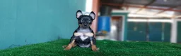 Pinscher Miniatura perros en venta: Pinscher miniatura MADRID  en Ciudad Real - Anuncio 7