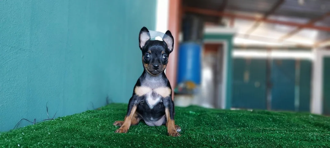 Pinscher Miniatura perros en venta: Pinscher miniatura MADRID  en Ciudad Real - Anuncio 7