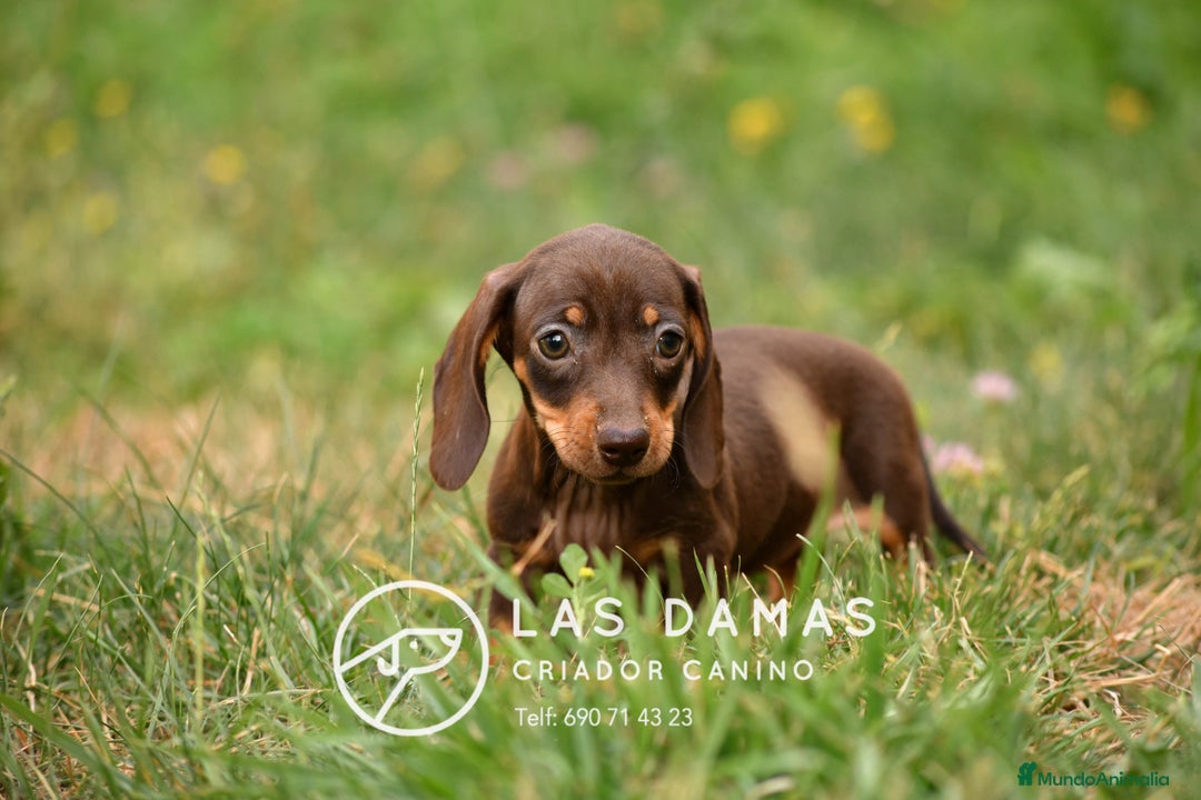 Teckel perros en venta: Teckel 🌭 Pequeños de patas, grandes de alma - Imagen 8