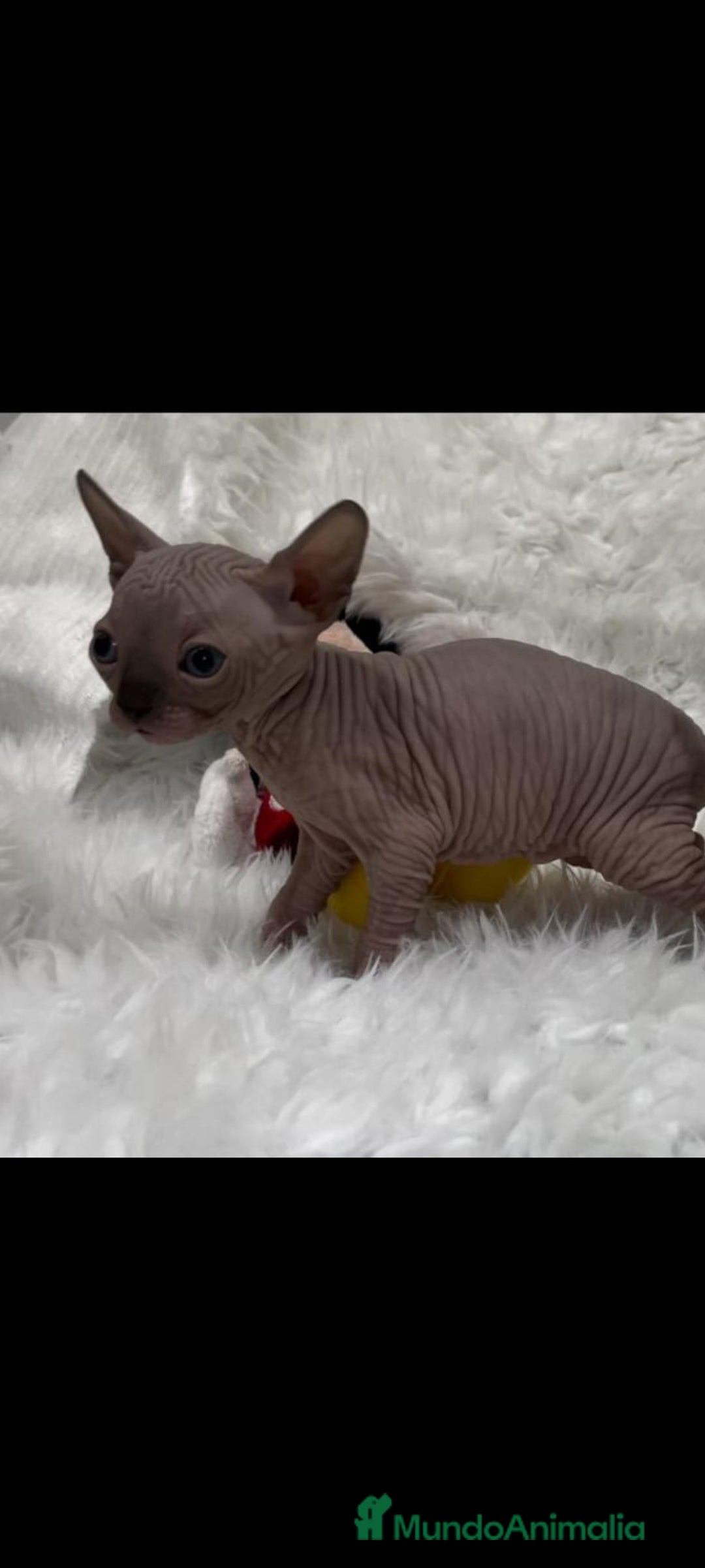 Sphynx gatos en venta: camada gatos sphynx - Imagen 4
