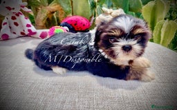 Shih Tzu perros en venta:  Shih-Tzu En Caraby Benidorm  en Alicante - Imagen 1