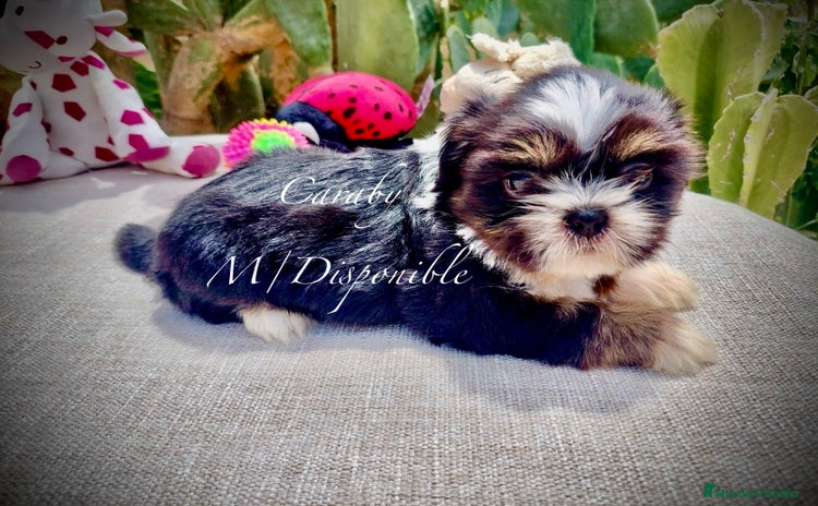 Shih Tzu perros en Alicante - Propaganda 1