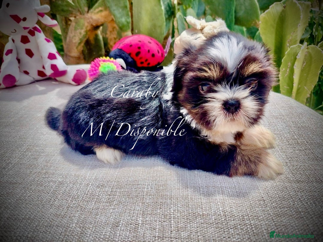 Shih Tzu perros en venta:  Shih-Tzu En Caraby Benidorm  en Alicante - Imagen 1