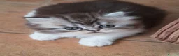 Persa gatos en venta: Gatos Persas - Anuncio 5