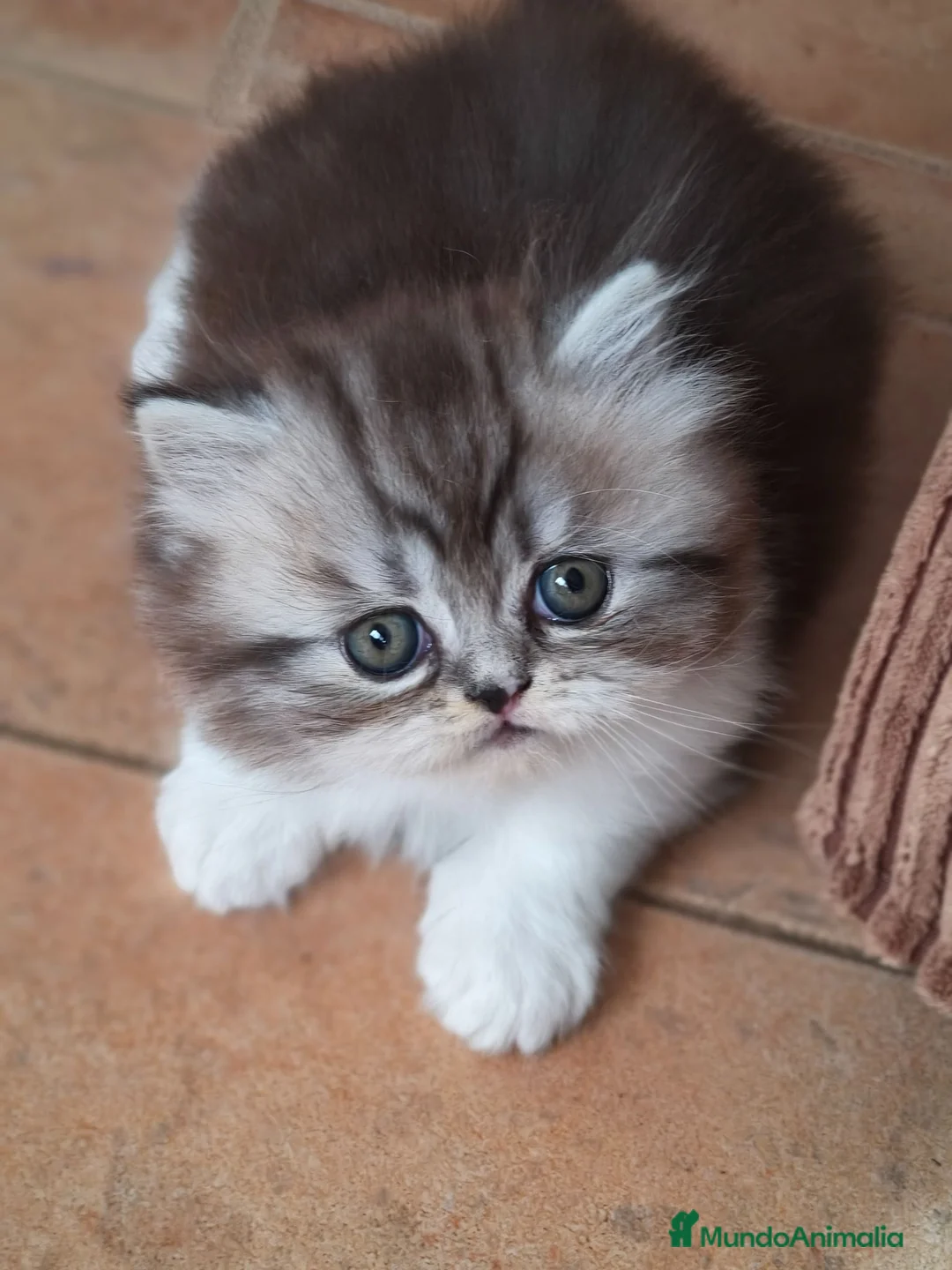 Persa gatos en venta: Gatos Persas - Anuncio 5