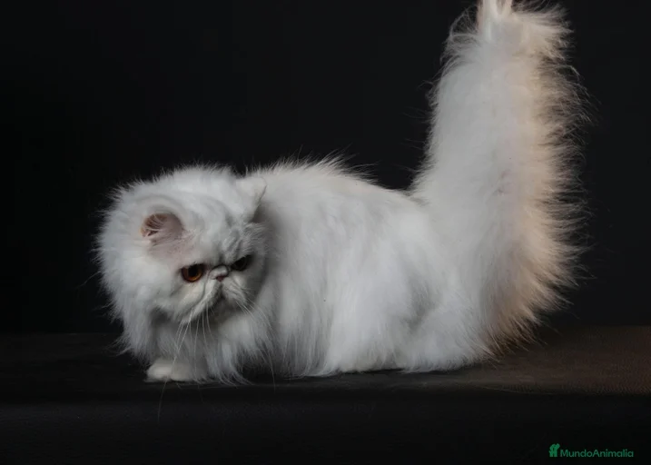 Imagen de galería {{count}}