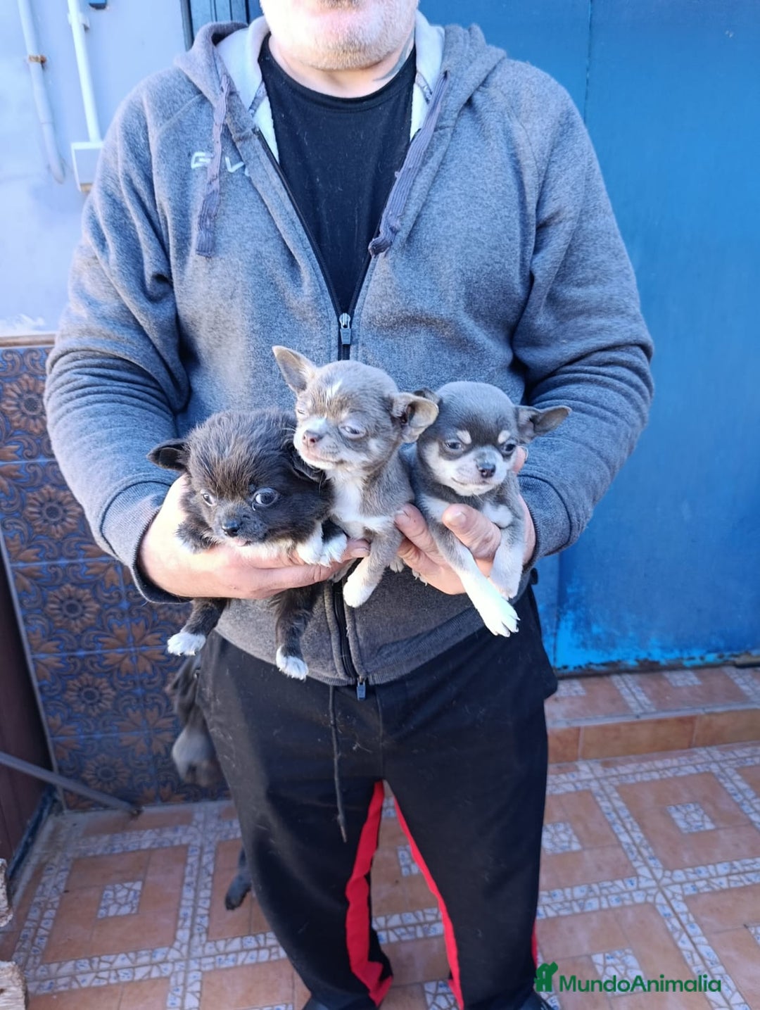 Chihuahua perros en venta: ‼️‼️Chihuahuas muy cariñosos tamaño mini  - Anuncio 3