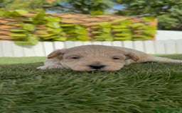 Maltipoo perros en venta: MALTIPOO  - Imagen 5
