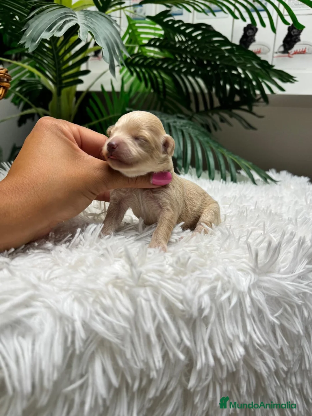 Maltipoo perros en venta: MALTIPOO - Anuncio 2