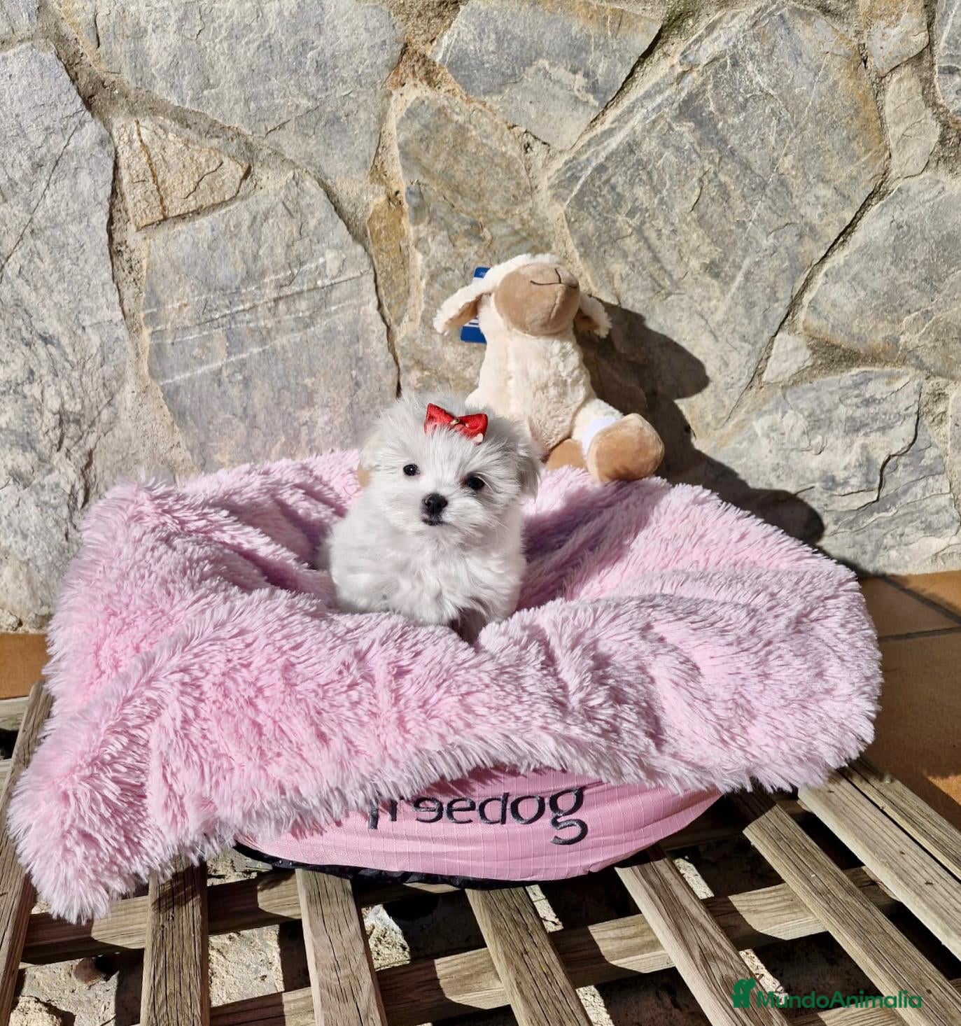 Bichón Maltés perros Bichón Maltés espectaculares  en Barcelona - Anuncio 32