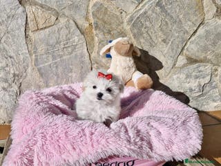 Bichón Maltés perros Bichón Maltés espectaculares en Barcelona - Anuncio 18