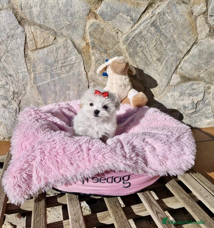 Bichón Maltés perros en Barcelona - Anuncio 6