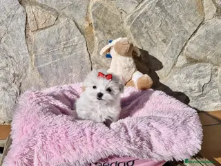 Bichón Maltés perros Bichón Maltés espectaculares en Barcelona - Anuncio 5