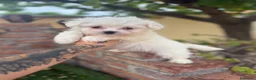 Bichón Maltés perros en venta: Bichon maltés macho disponible - Anuncio 3